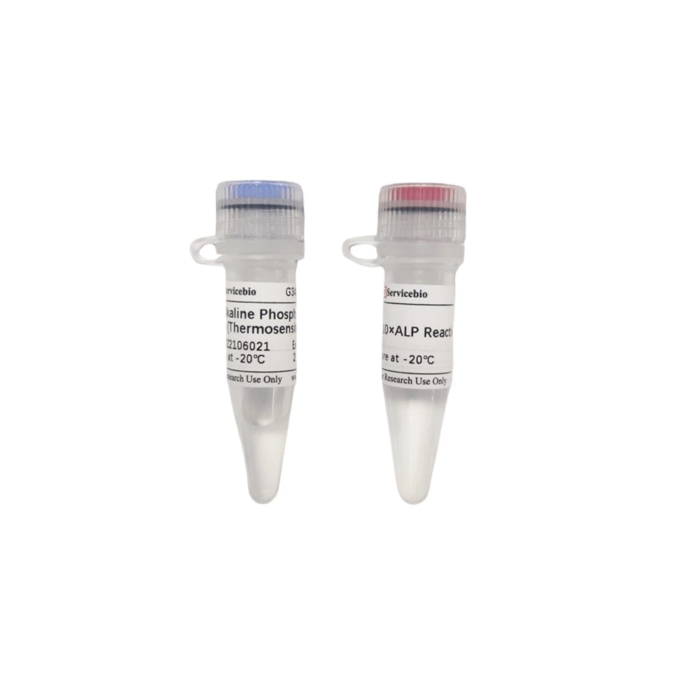 Alkaline Phosphatase (Thermosensitive)