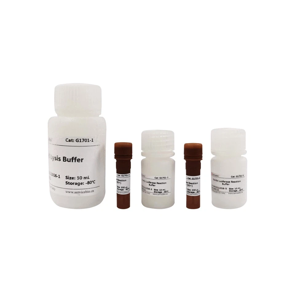 Dual-Lumi Dual-Luciferase Reporter Gene Assay Kit
