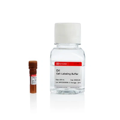 Dil   Cell   Membran   Röd   Fluorescens   Färgning   Kit